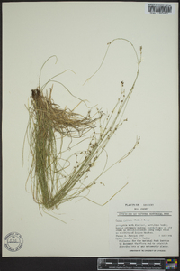 Carex radiata image