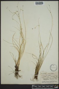 Carex radiata image