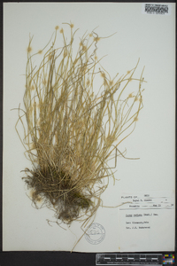 Carex radiata image