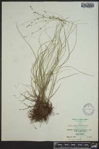 Carex radiata image