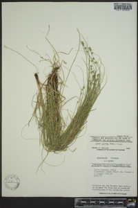 Carex radiata image