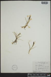 Carex ramenskii image