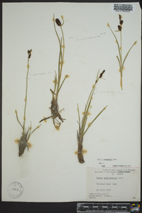 Carex ramenskii image