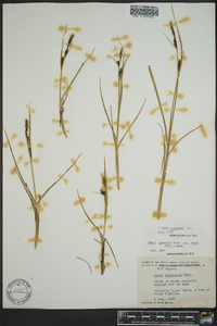 Carex ramenskii image