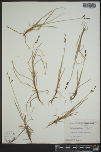 Carex rariflora image