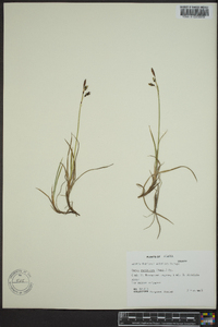 Carex rariflora image