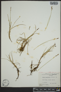 Carex rariflora image