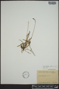 Carex rariflora image