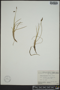 Carex rariflora image