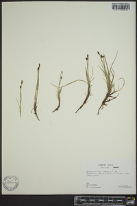 Carex rariflora image