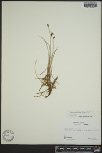 Carex rariflora image