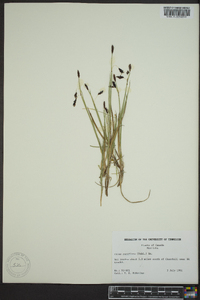 Carex rariflora image