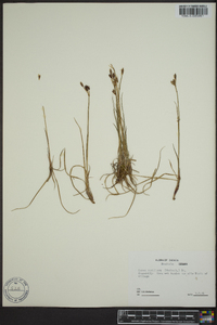 Carex rariflora image