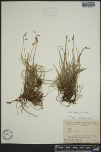 Carex rariflora image