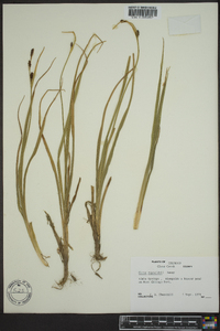 Carex raynoldsii image