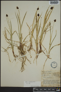 Carex raynoldsii image