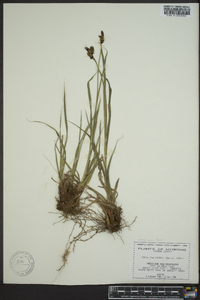 Carex raynoldsii image