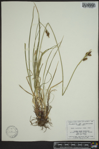 Carex raynoldsii image