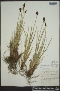 Carex raynoldsii image