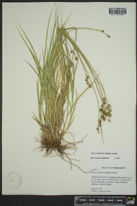 Carex reniformis image