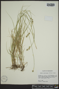 Carex reniformis image