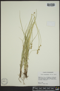 Carex reniformis image