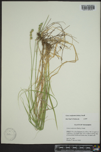 Carex reniformis image