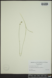 Carex reniformis image