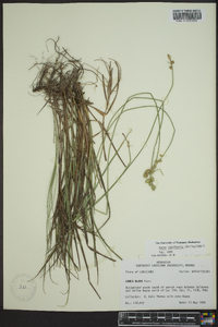 Carex reniformis image