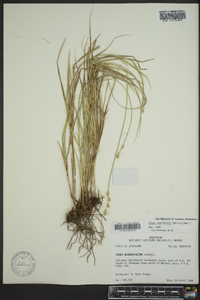 Carex reniformis image