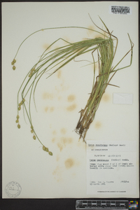 Carex reniformis image