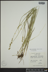 Carex reniformis image