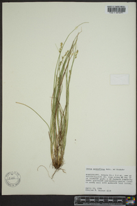 Carex retroflexa image