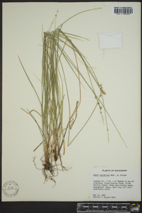 Carex retroflexa image