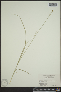 Carex retroflexa image