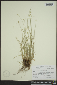 Carex retroflexa image