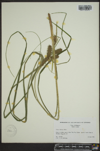 Carex retrorsa image