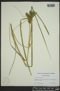 Carex retrorsa image