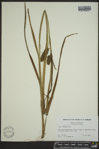 Carex retrorsa image