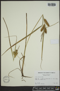 Carex retrorsa image