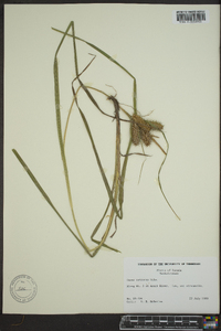 Carex retrorsa image