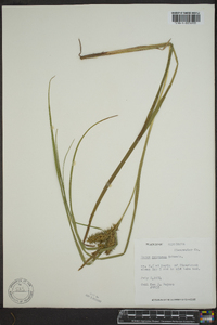 Carex retrorsa image