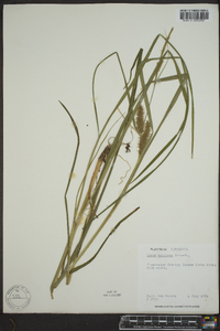 Carex retrorsa image