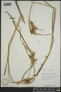 Carex retrorsa image