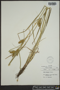 Carex retrorsa image