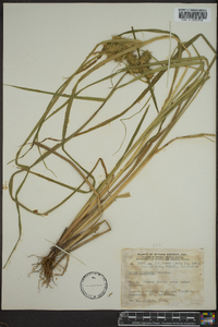 Carex retrorsa image