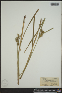 Carex retrorsa image