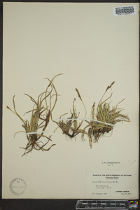 Carex richardsonii image