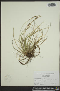 Carex richardsonii image