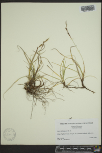 Carex richardsonii image